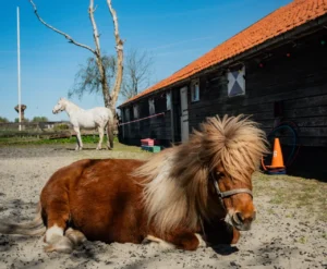 Easter, therapiepaard bij a força Leiden