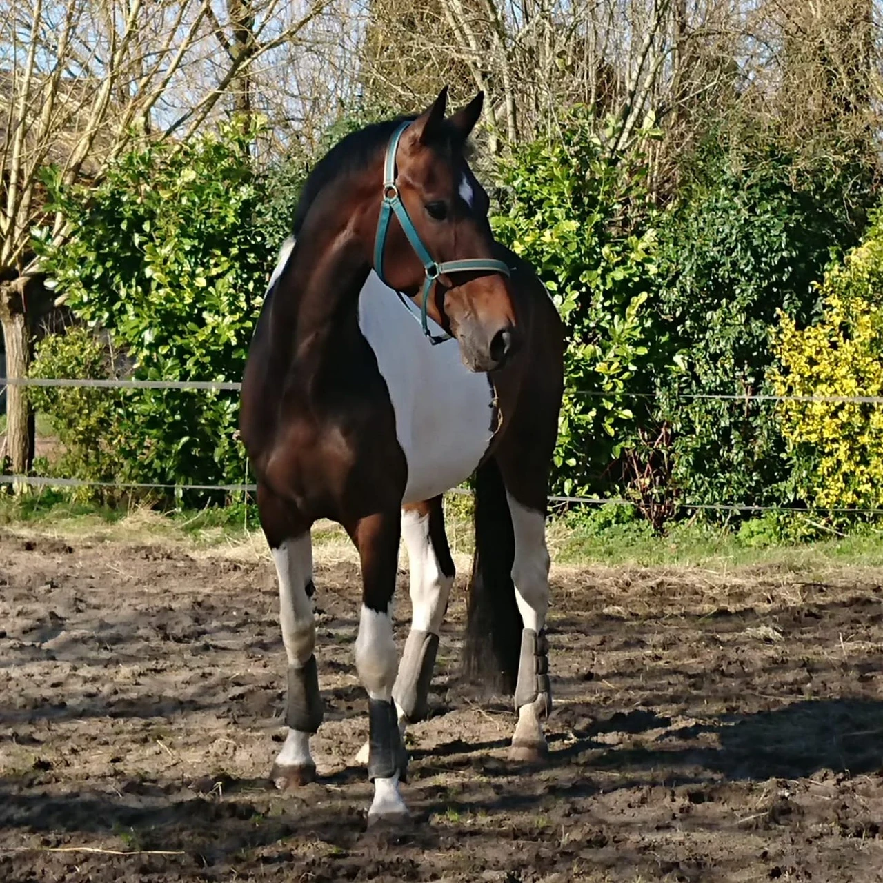 Mr Bond, therapiepaard bij a força
