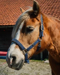 Myrna, therapiepaard bij a força Leiden